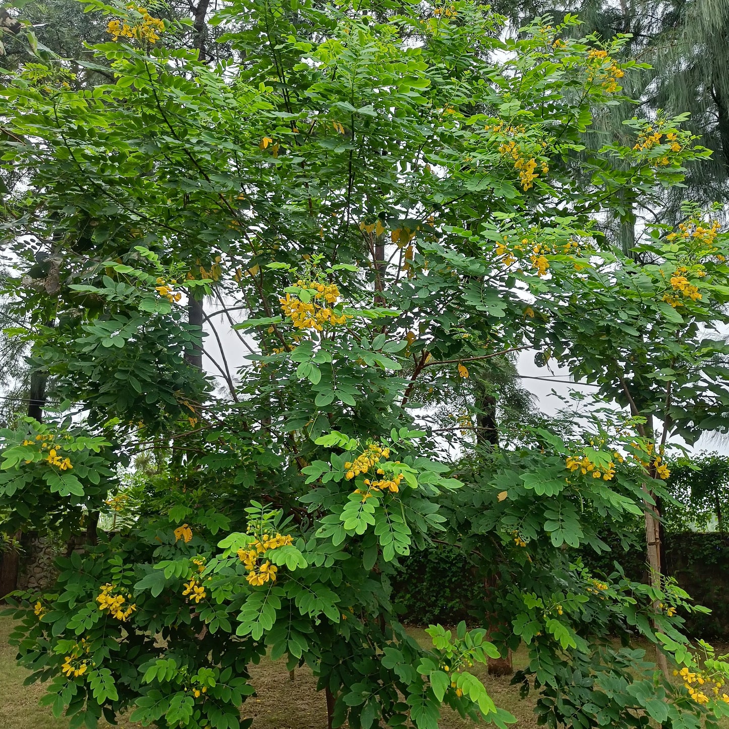 Glossy Shower Seeds