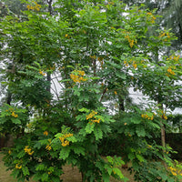 Glossy Shower Seeds