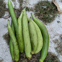 Sponge Gourd | Tori seeds (Light Green)