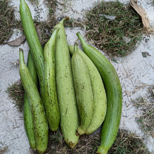 Sponge Gourd | Tori seeds (Light Green)