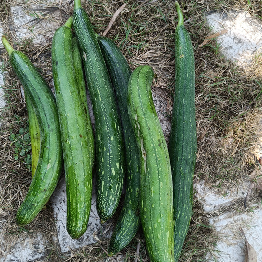 Sponge gourd | Tori seeds (Dark Green)