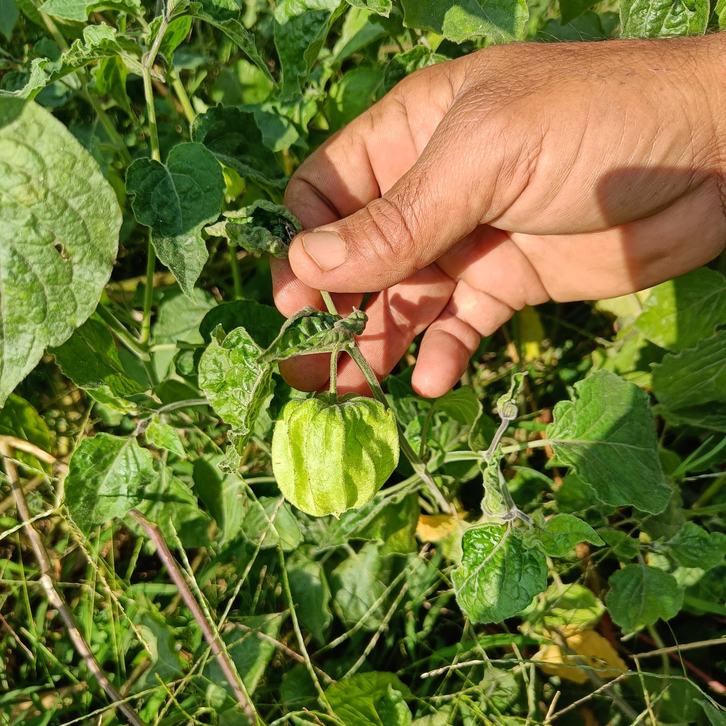 Cape Gooseberry | Rashbhari Seeds