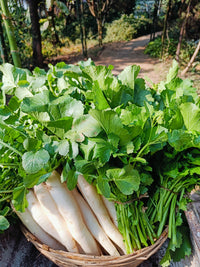 Radish Seeds