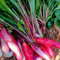 Red Radish Seeds