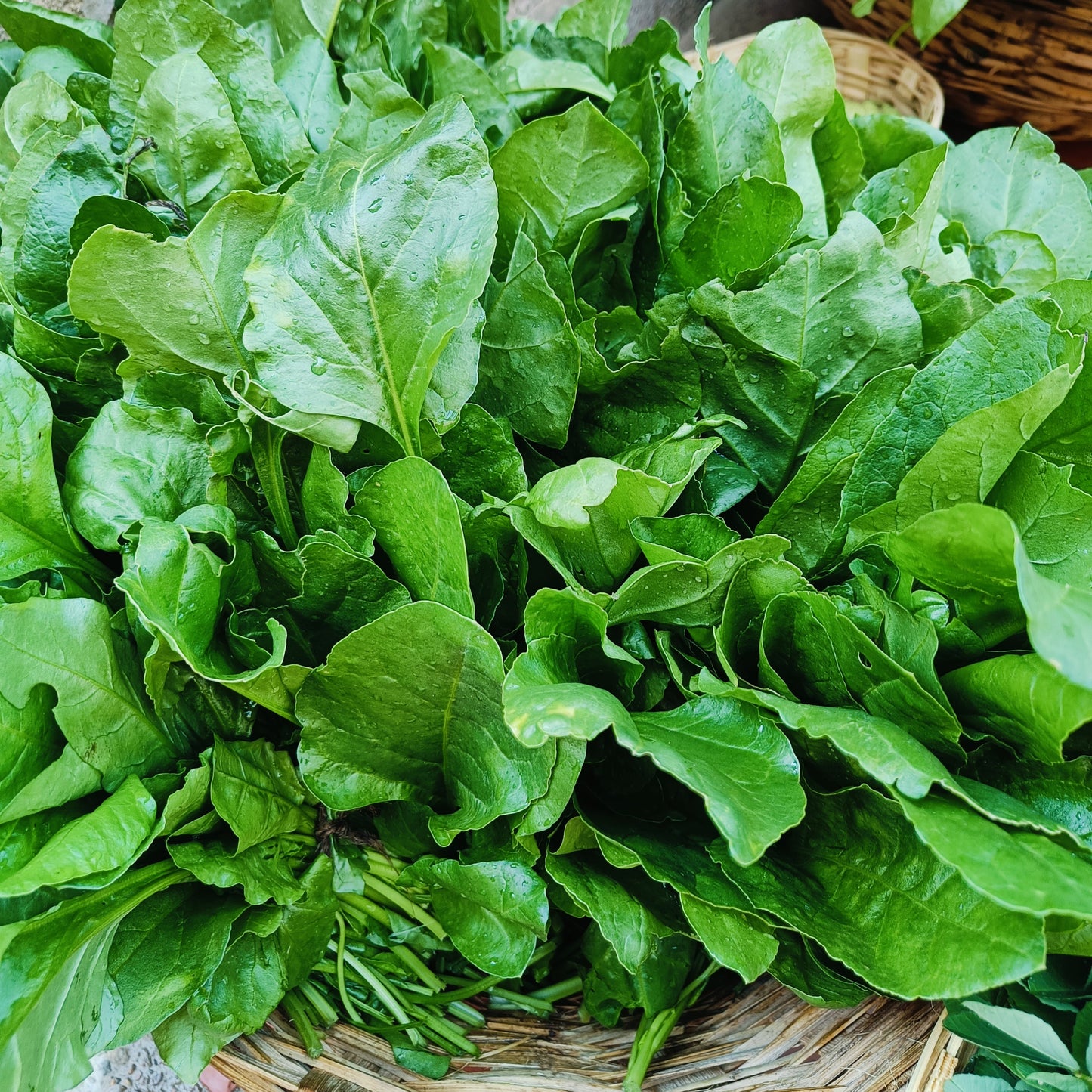 Spinach seeds