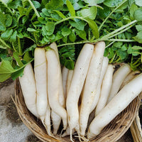 Radish Seeds