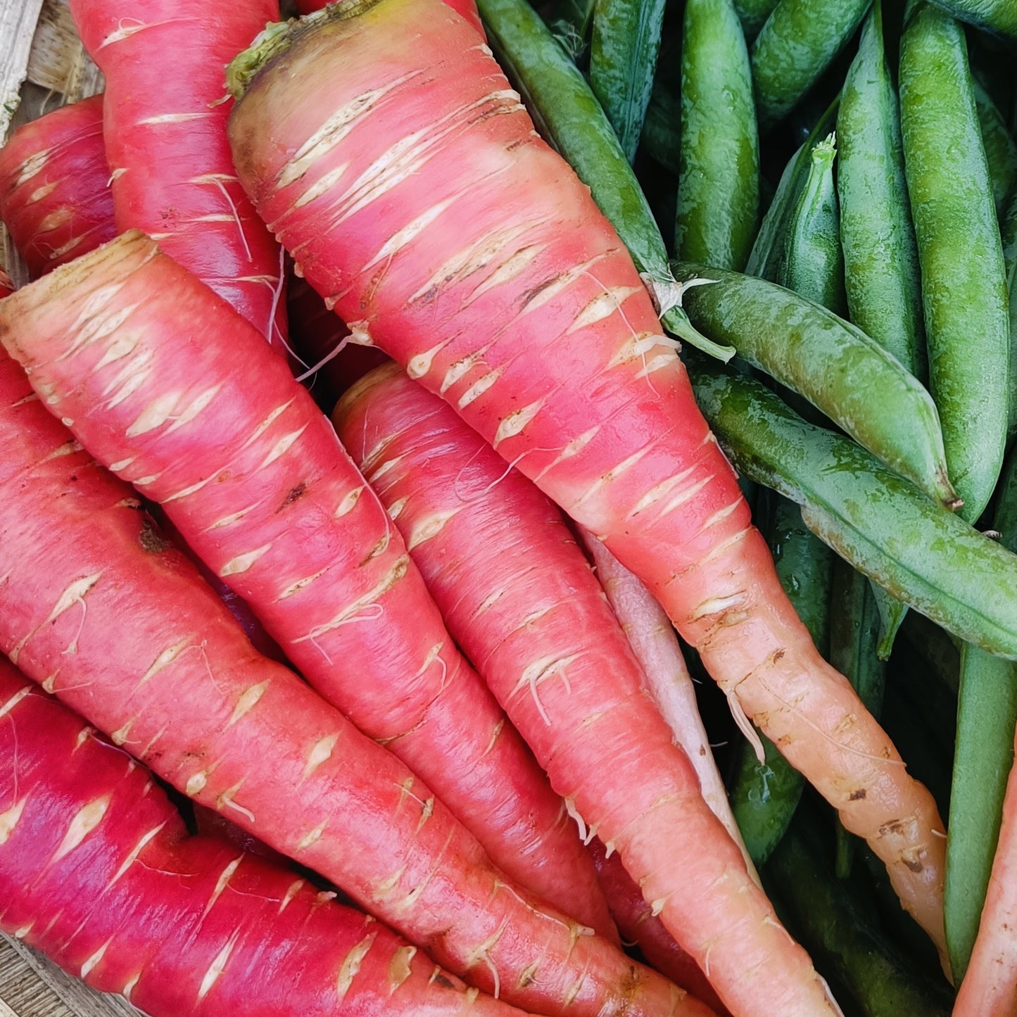 Carrot seeds (Desi)