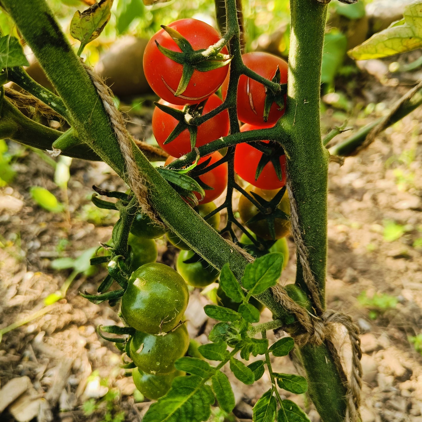 Tomato Seeds - Cherry
