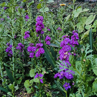 Stock Flower Seeds
