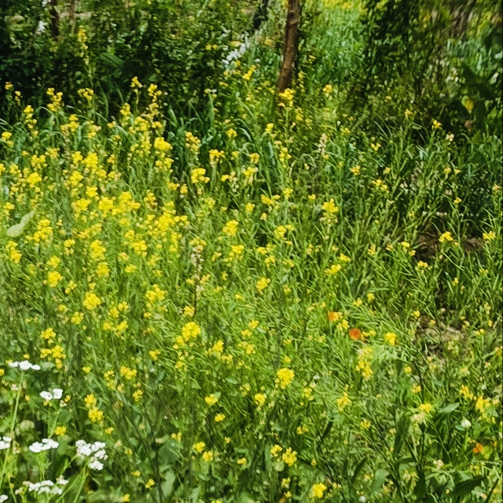 Mustard | Sarson Seeds (Yellow)