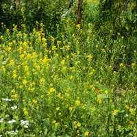 Mustard | Sarson Seeds (Yellow)
