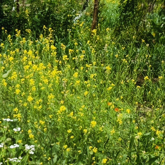 Mustard | Sarson Seeds (Yellow)
