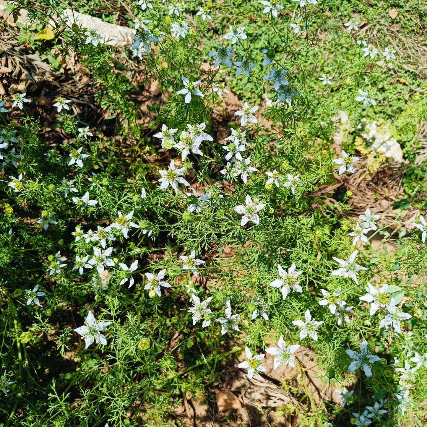 Nigella | Kalonji Seeds