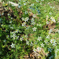 Nigella | Kalonji Seeds