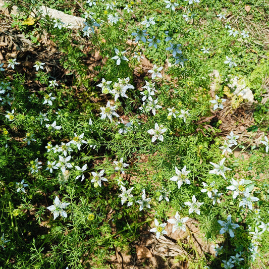Nigella | Kalonji Seeds