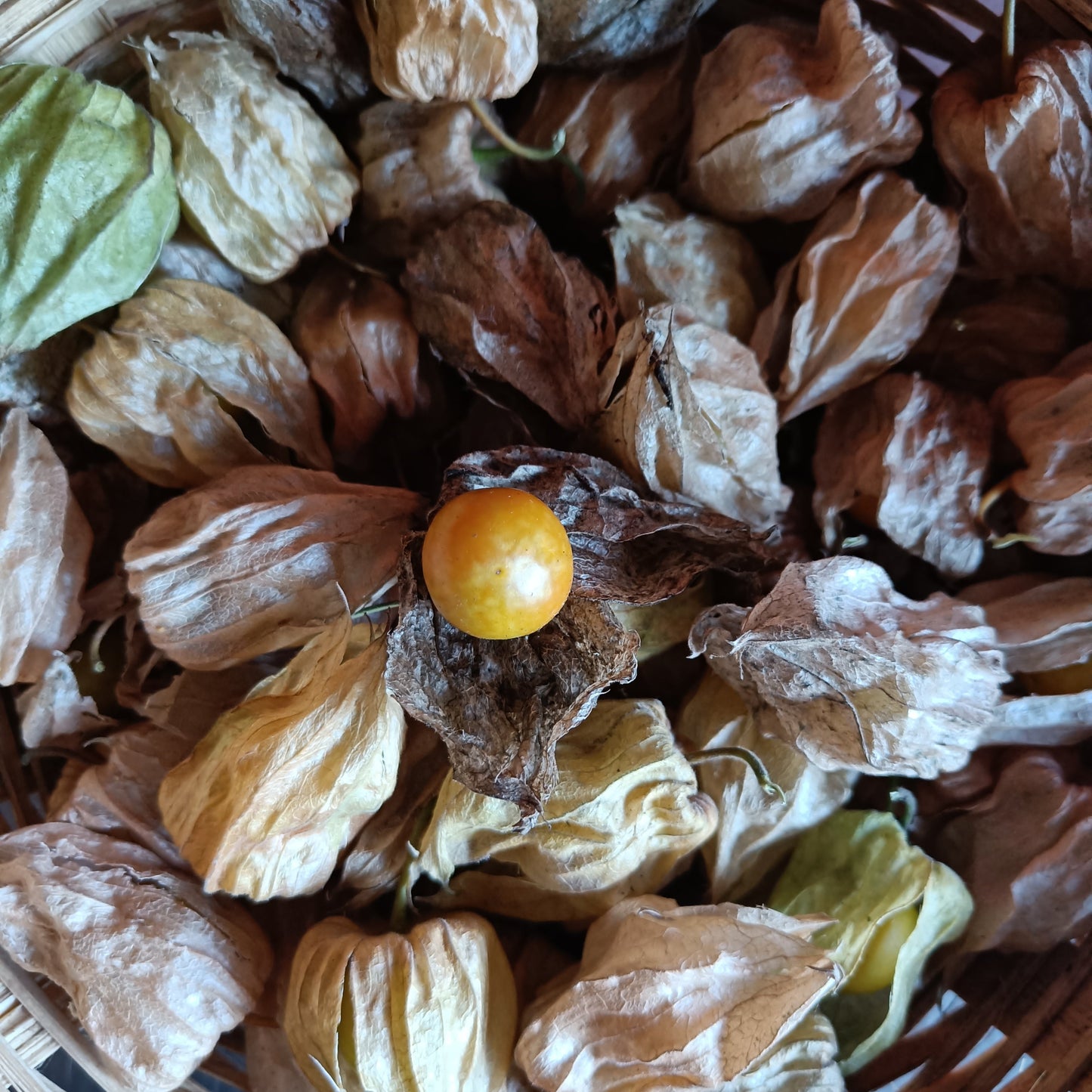 Cape Gooseberry | Rashbhari Seeds