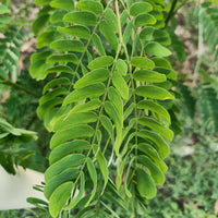 Glyricidia Seeds