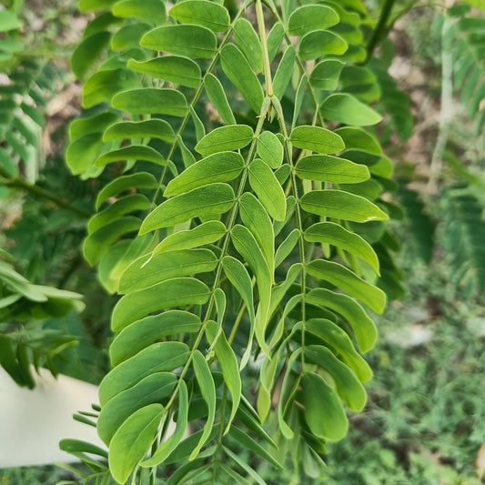 Glyricidia Seeds