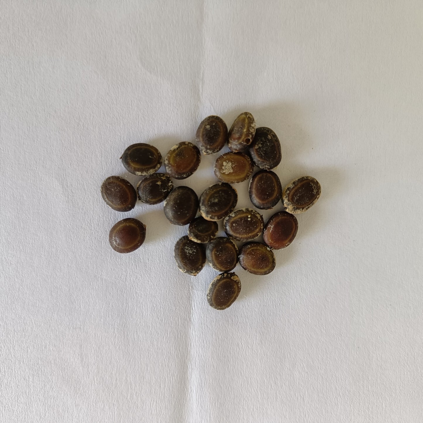 Keekar | Babool Seeds