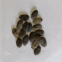 Sponge Gourd | Tori seeds (Light Green)
