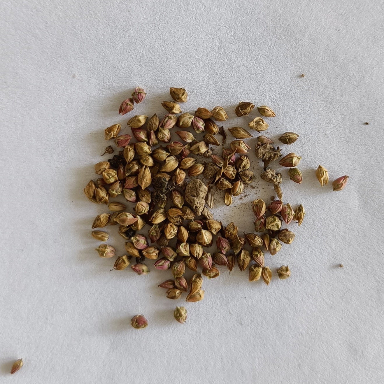 Pigweed | Chinese Spinach | Tandla Seeds