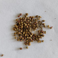 Pigweed | Chinese Spinach | Tandla Seeds