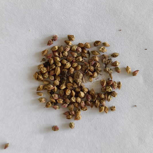 Pigweed | Chinese Spinach | Tandla Seeds