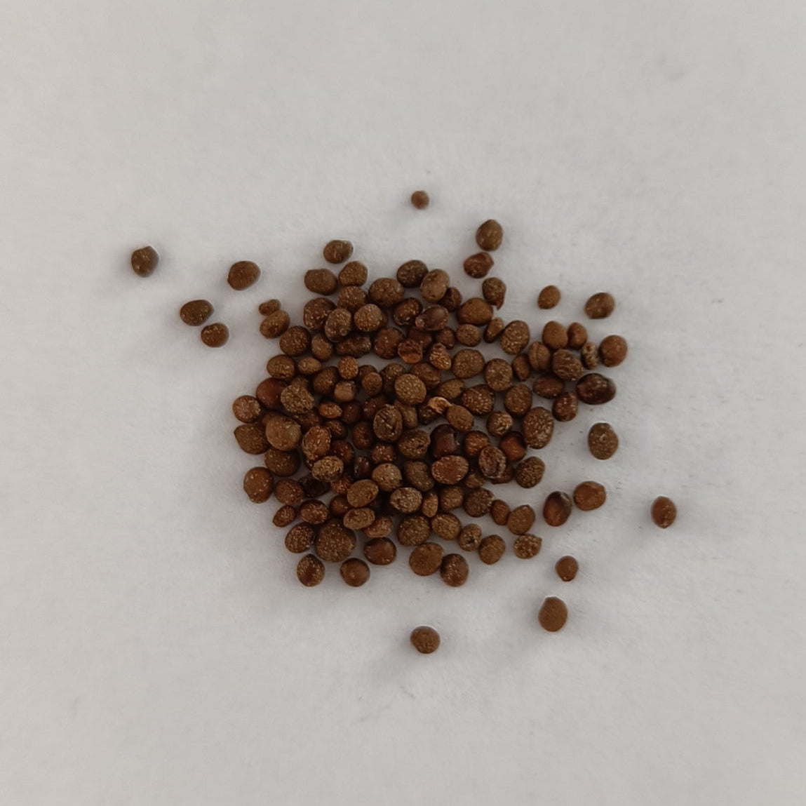 Balsam Flowers Seeds (Mixed Colours)