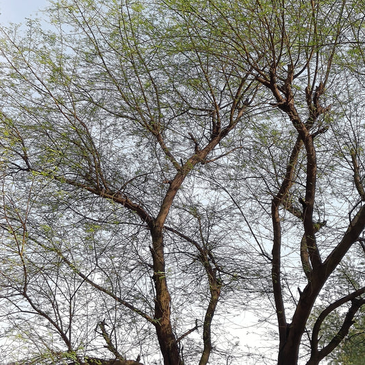 Keekar | Babool Seeds