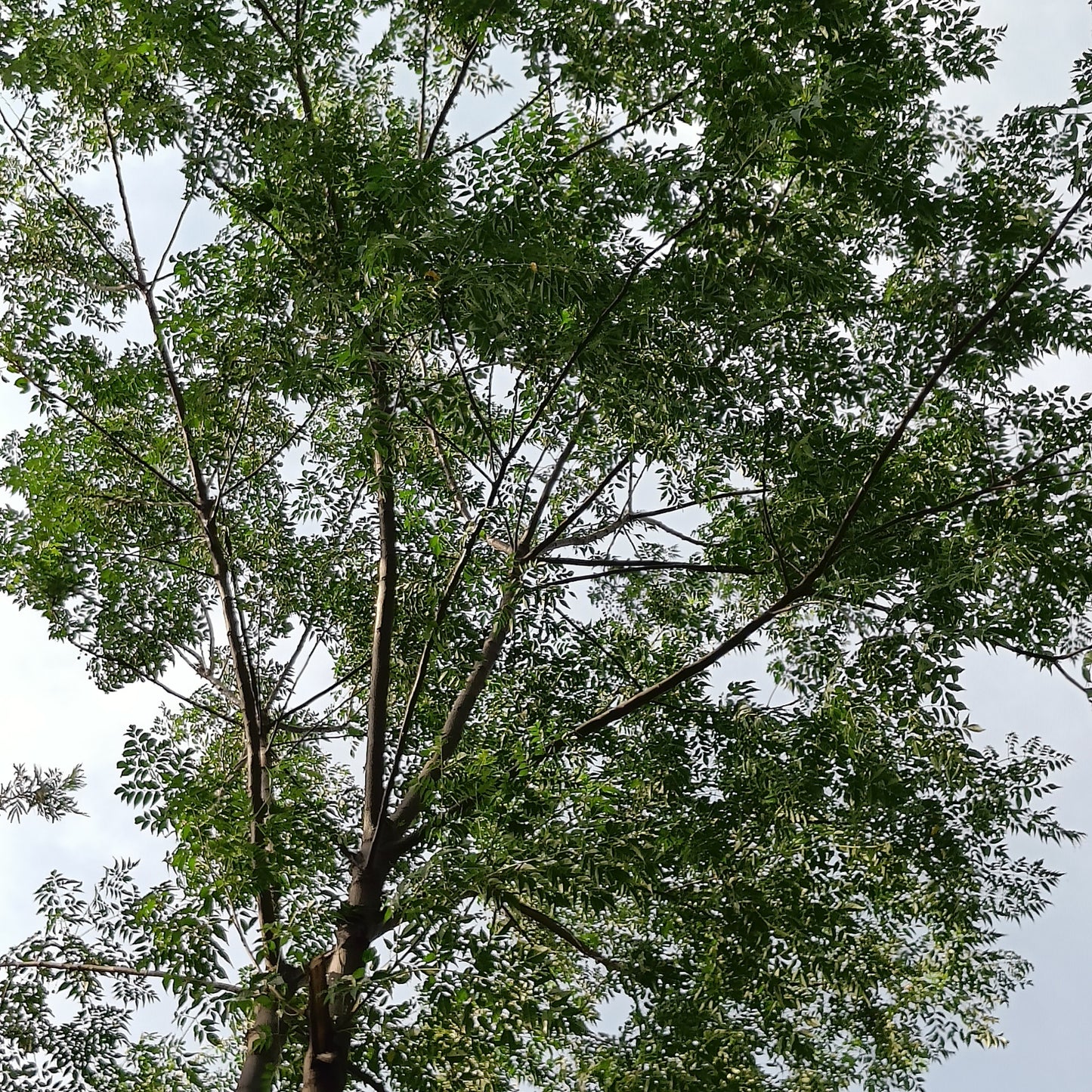 Chinaberry | Bakain Seeds