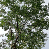 Chinaberry | Bakain Seeds