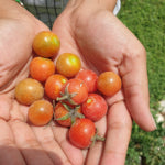 Preserve Tomorrow's Harvest