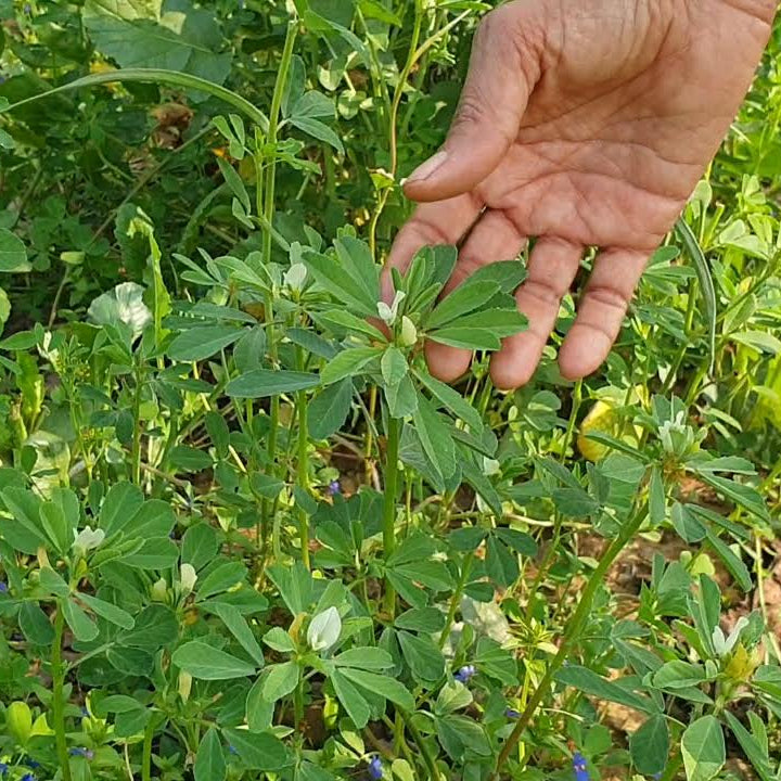 Fenugreek seeds