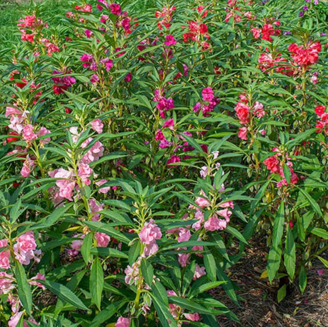 Balsam Flowers Seeds (Mixed Colours)
