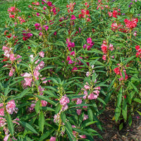 Balsam Flowers Seeds (Mixed Colours)