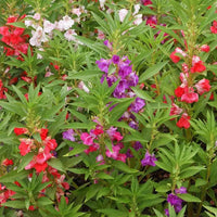 Balsam Flowers Seeds (Mixed Colours)