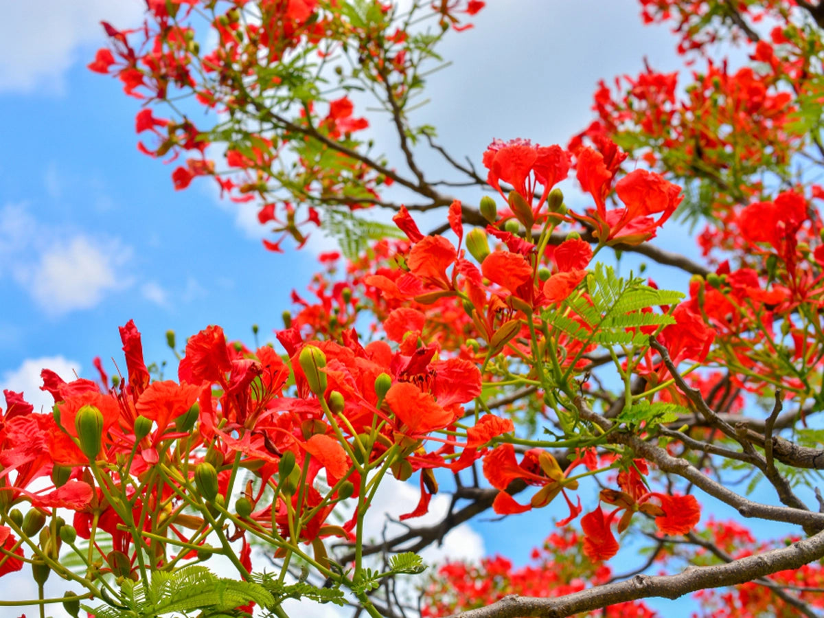 Gulmohar tree seeds