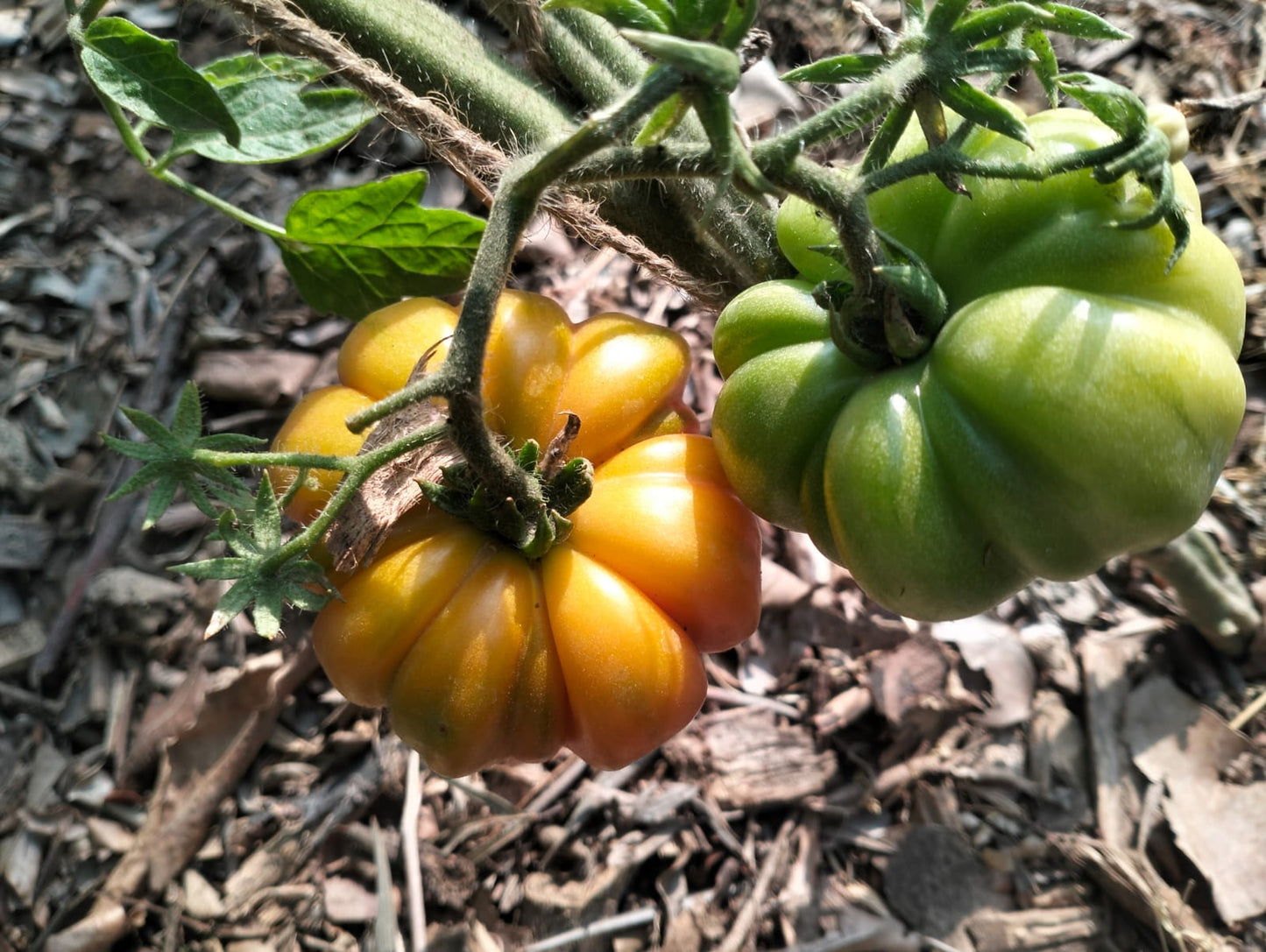 Tomato Seeds