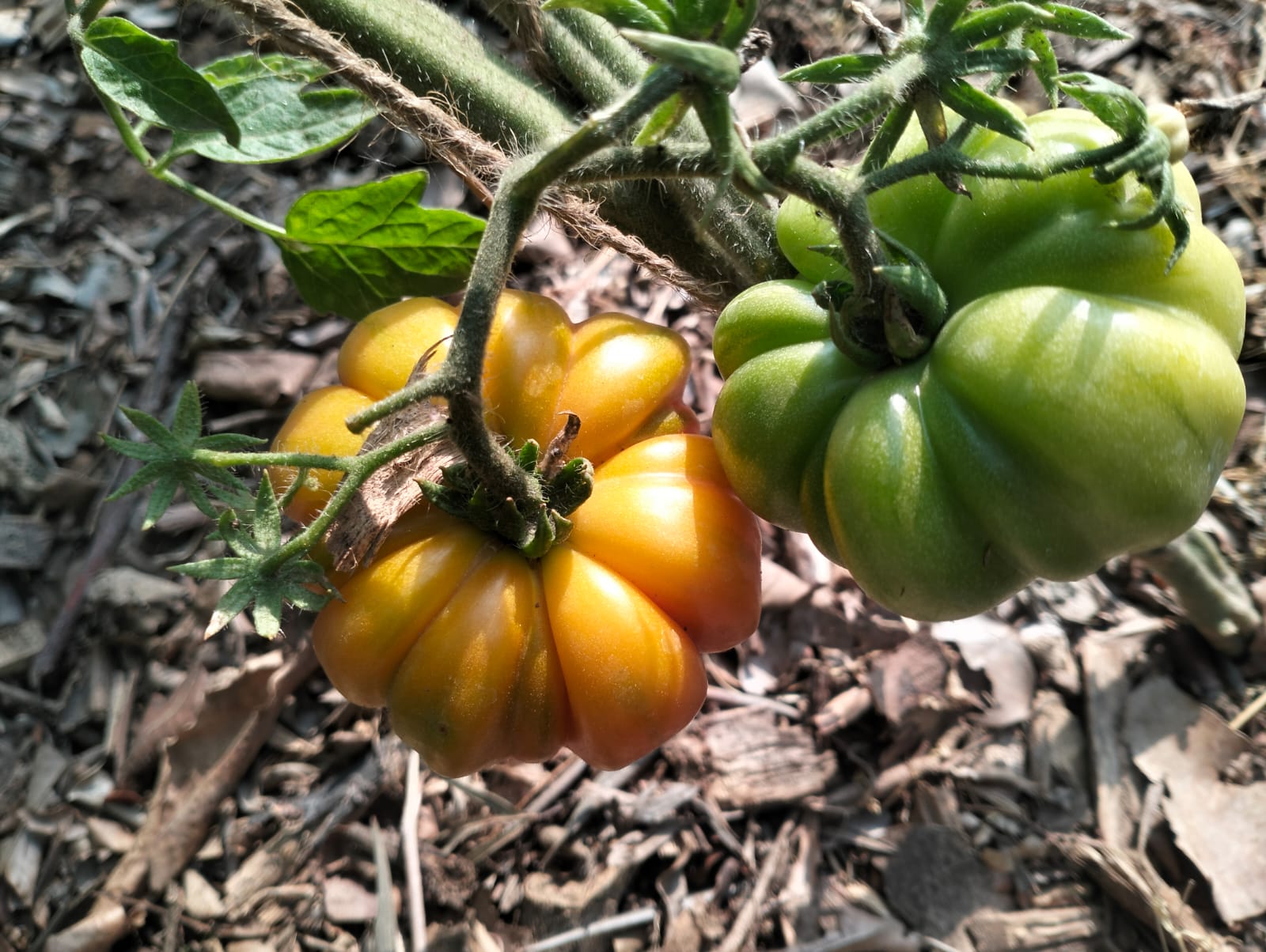 Tomato Seeds