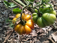 Tomato Seeds