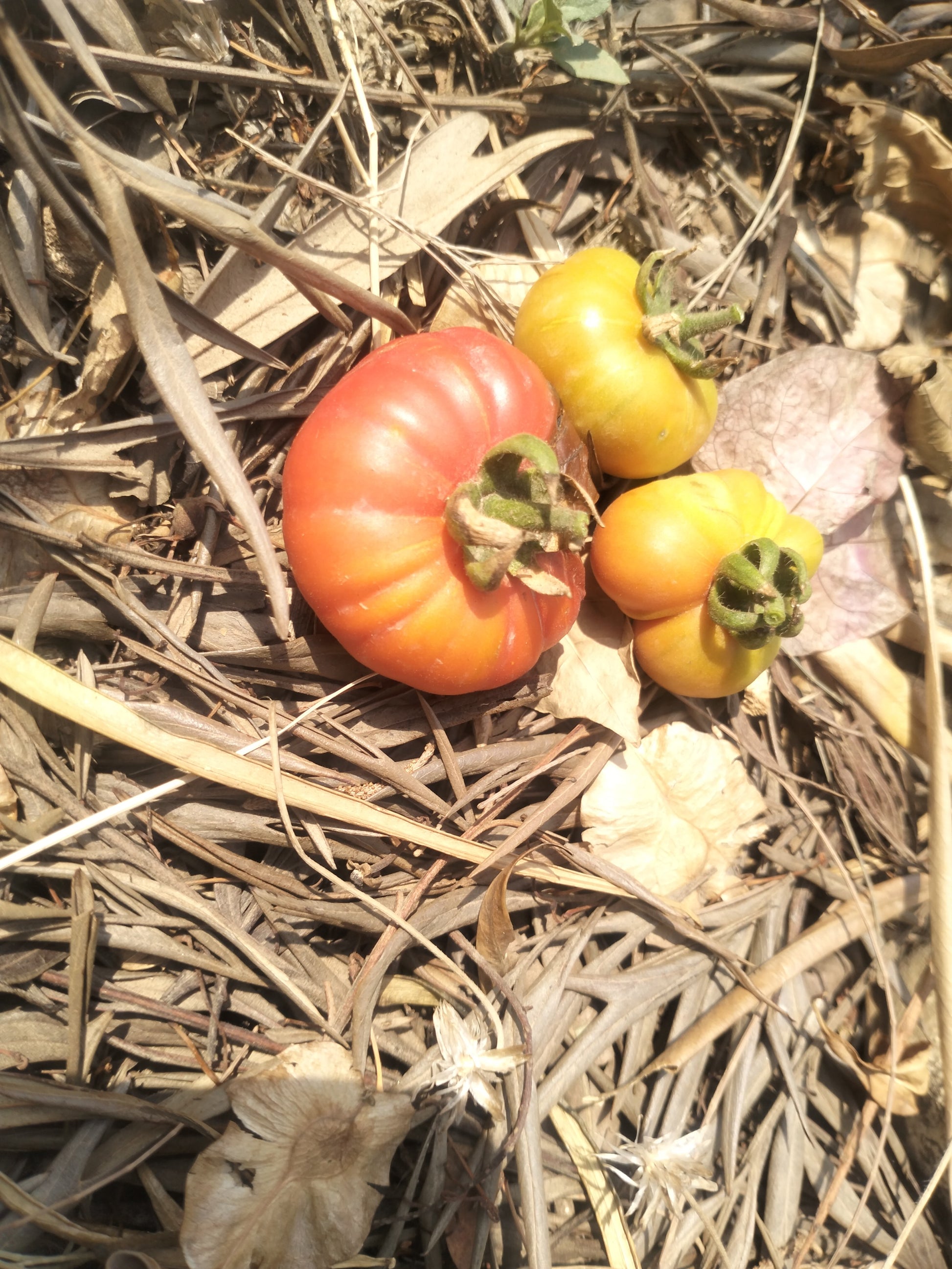 Tomato Seeds