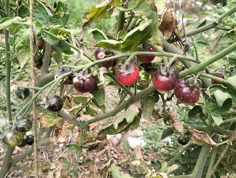 Tomato Seeds - Black Strawberry