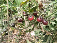 Tomato Seeds - Black Strawberry