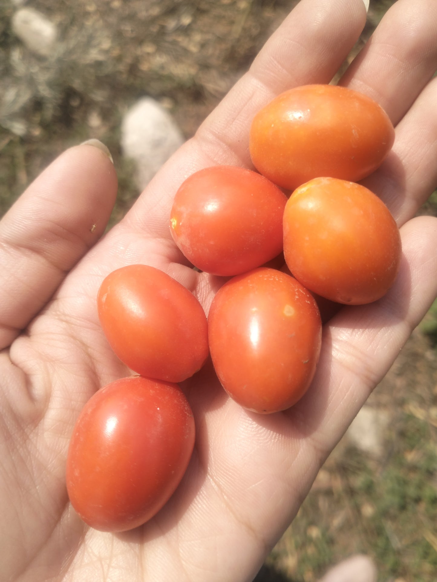Tomato Seeds
