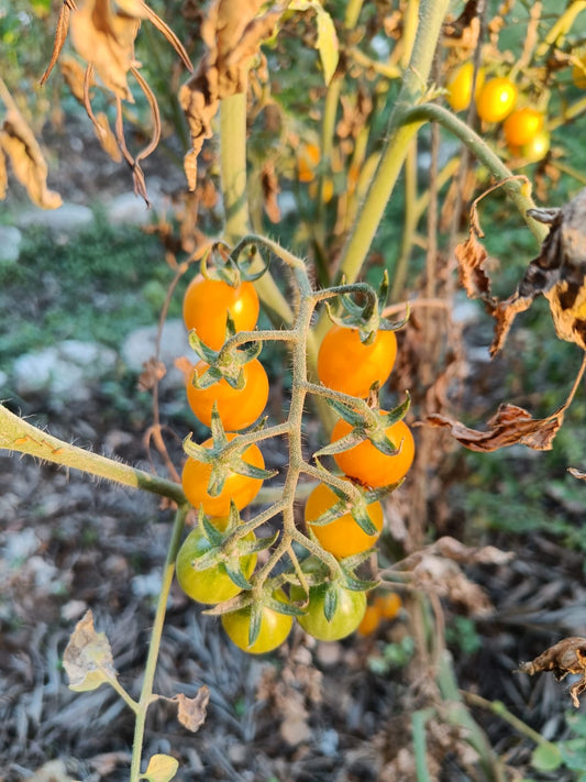 Tomato Seeds