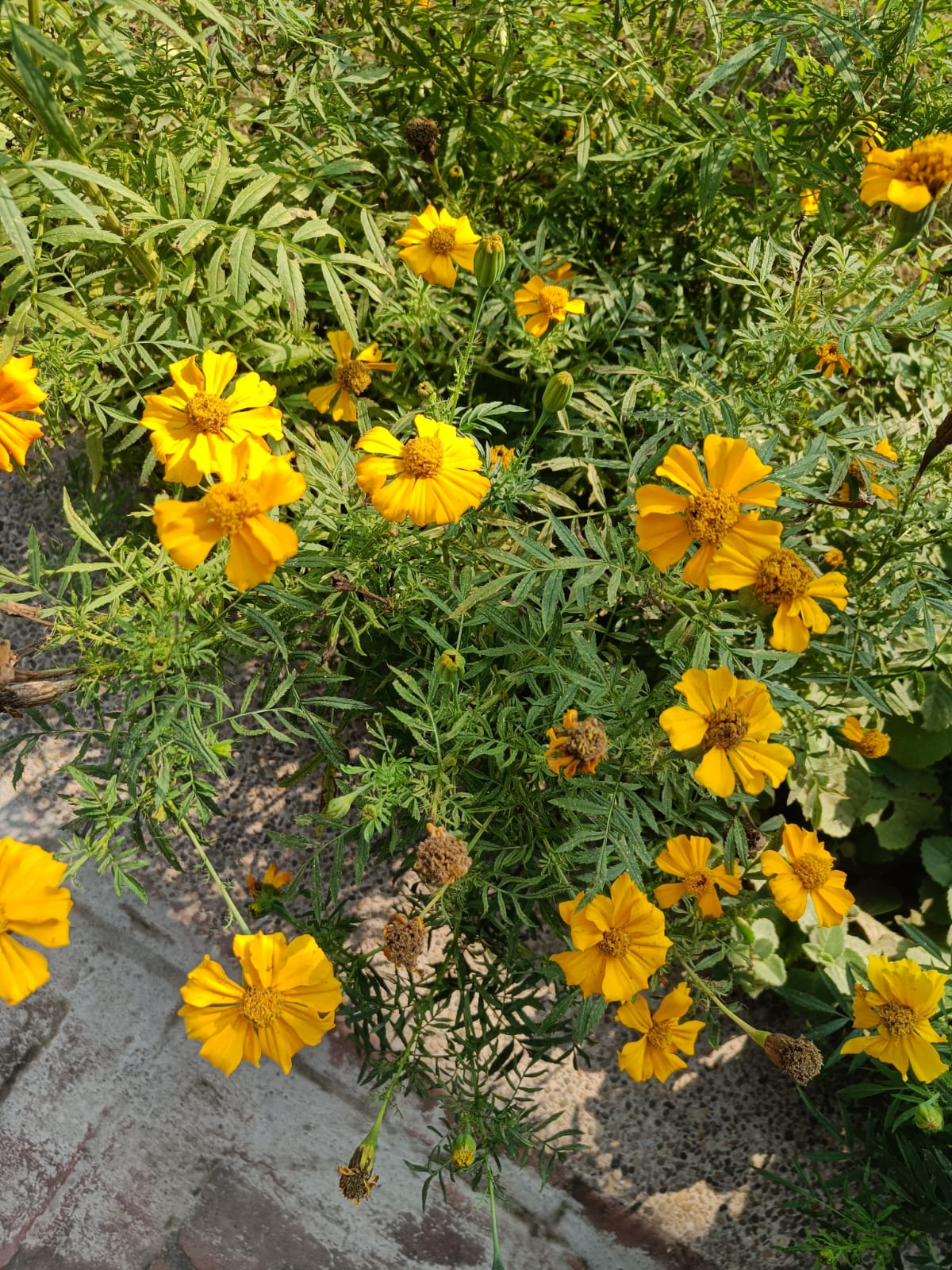 Marigold Seeds