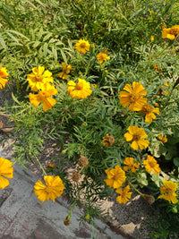 Marigold Seeds