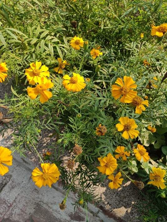 Marigold Seeds