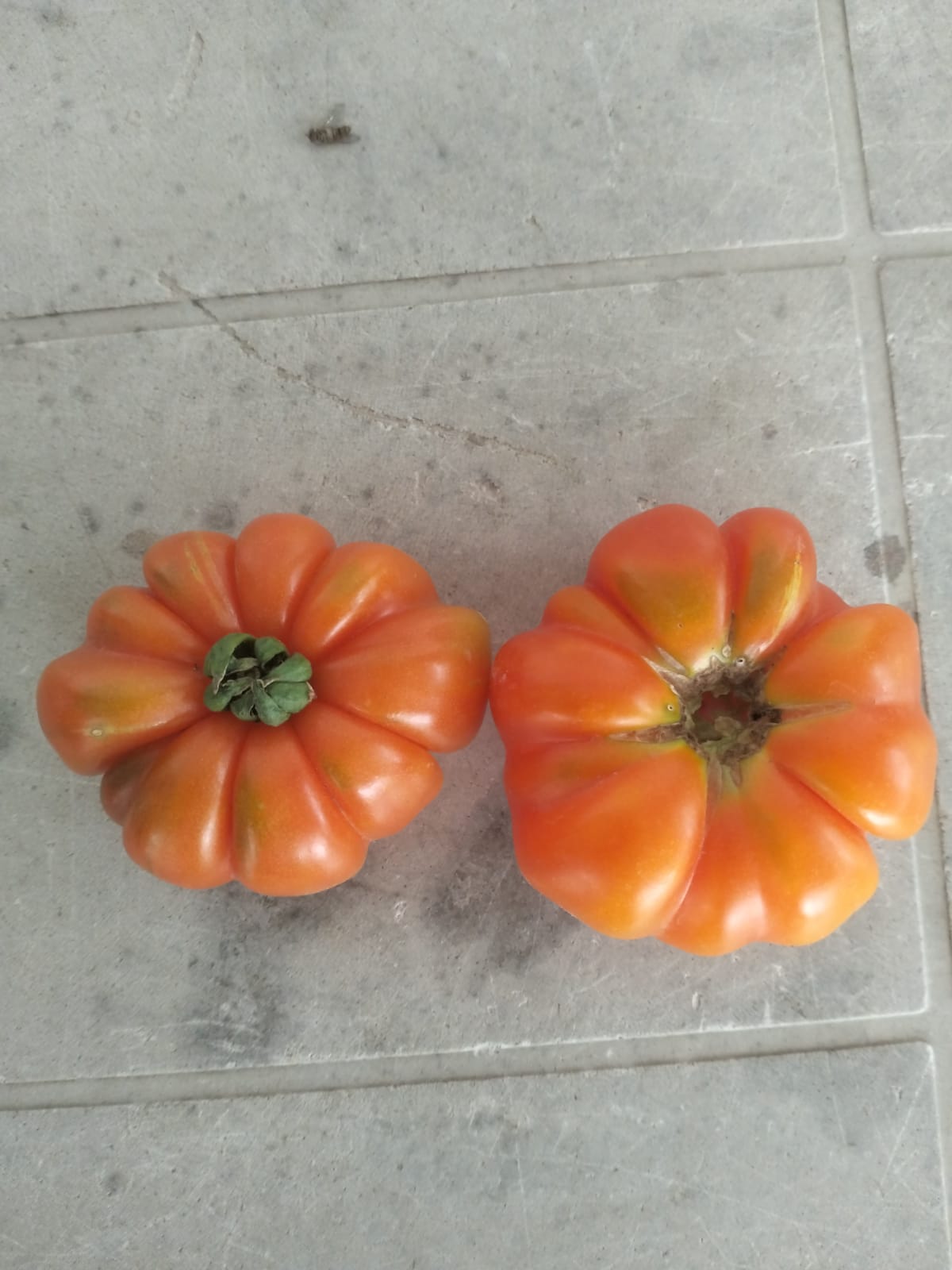 Tomato Seeds