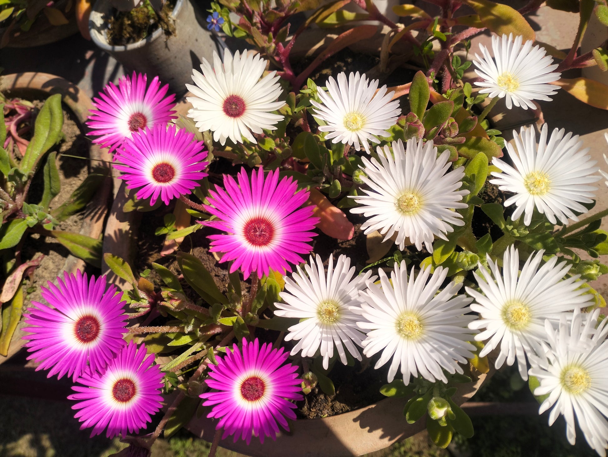 Ice Plant (Burf) Seeds
